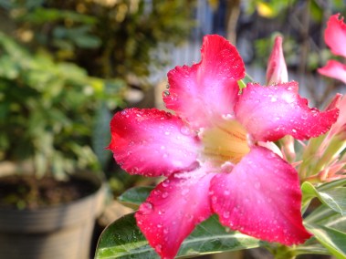 dscf5256